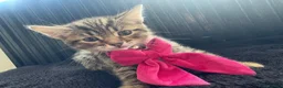 Mixed Breed cats for sale: 5 beautiful tabby kittens  - Advert 11