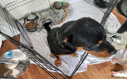 Rottweiler dogs for sale: 8 month old Rottweiler  - Image 6