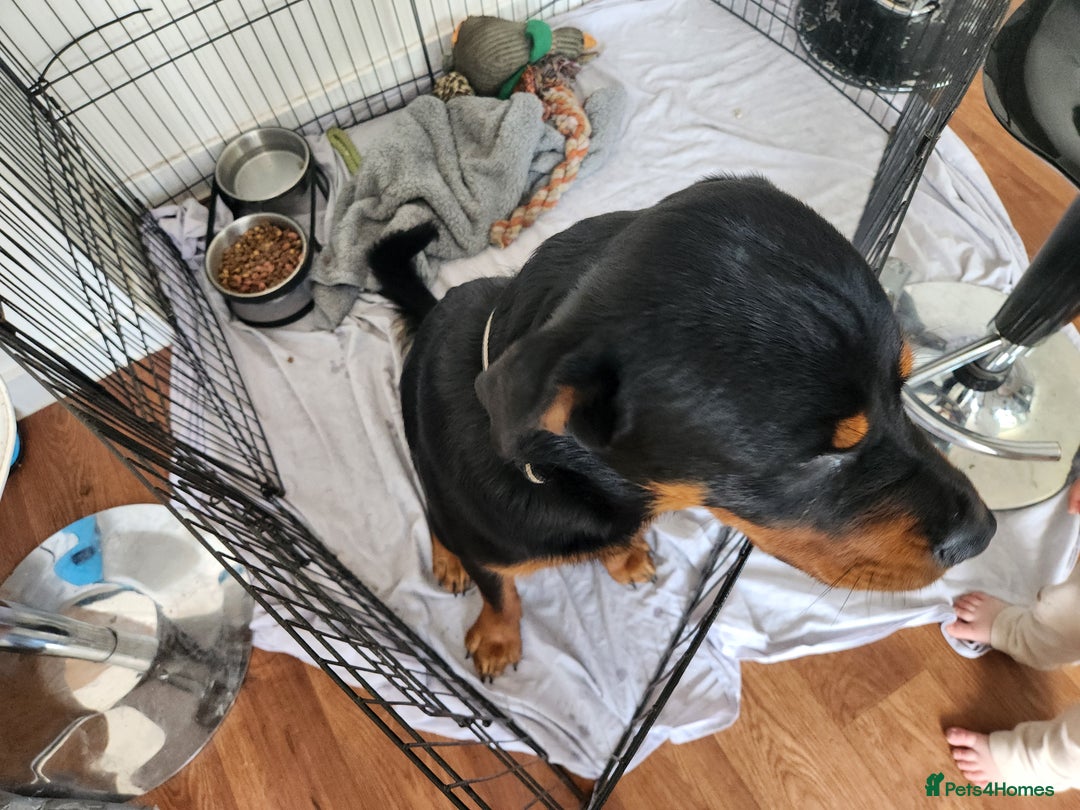 Rottweiler dogs for sale: 8 month old Rottweiler  - Image 6