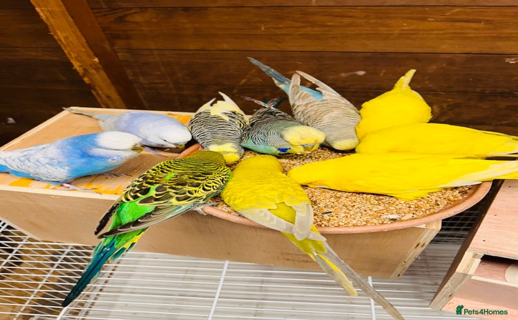 Budgerigars birds - Advert 15