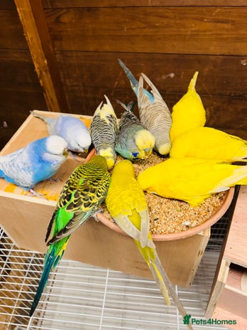 Budgerigars birds - Advert 15