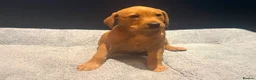 Labrador Retriever dogs for sale: Red fox Labrador pups  in Evesham - Advert 6
