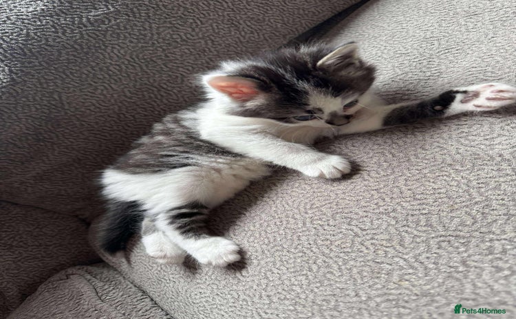 Mixed Breed cats 1 boy left - Advert 10