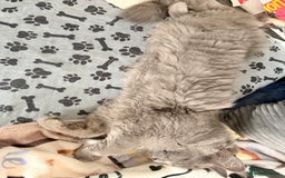 Mixed Breed cats for sale: Russian blue x tabby girl  - Image 4