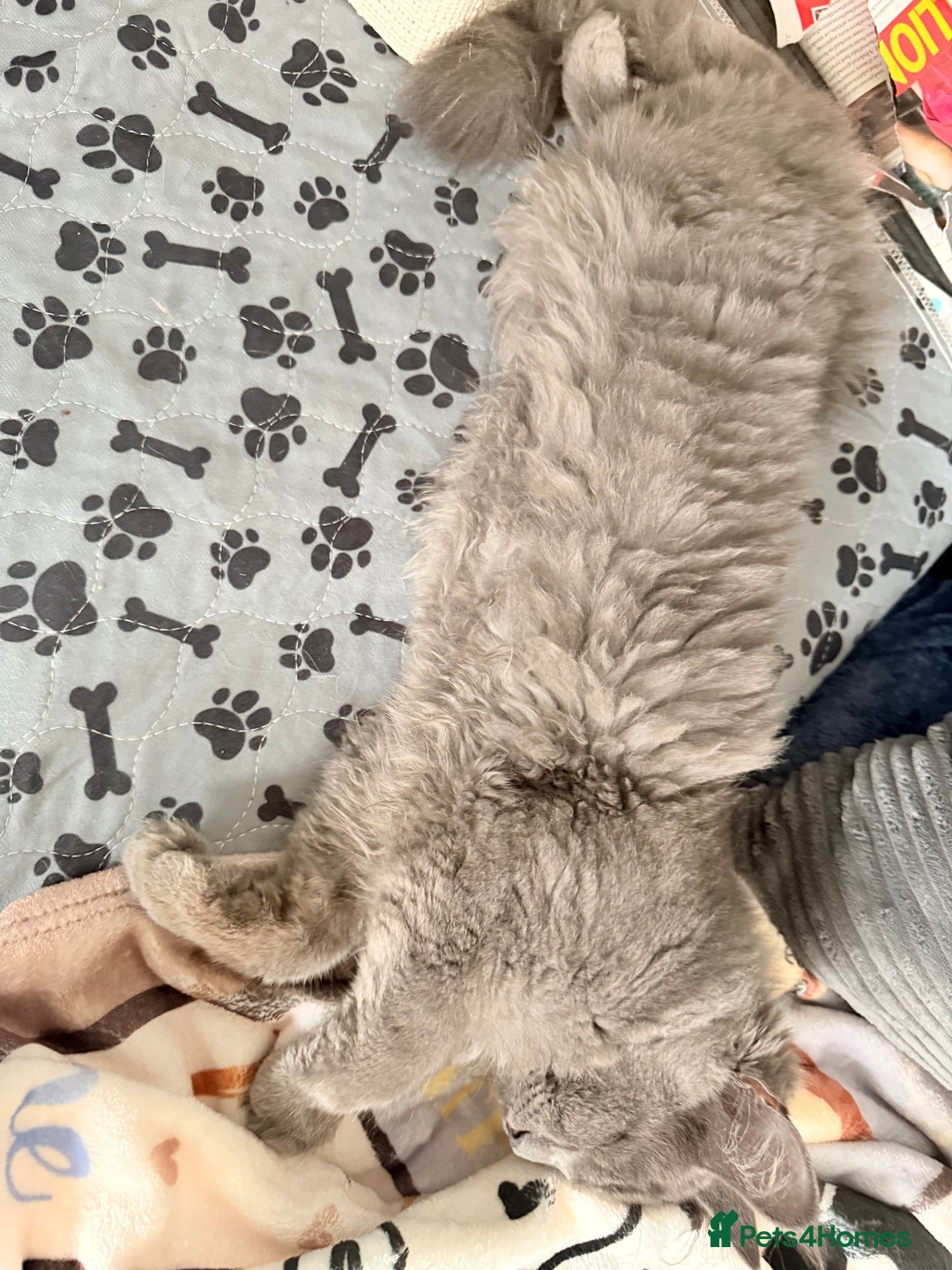 Mixed Breed cats for sale: Russian blue x tabby girl  - Image 4