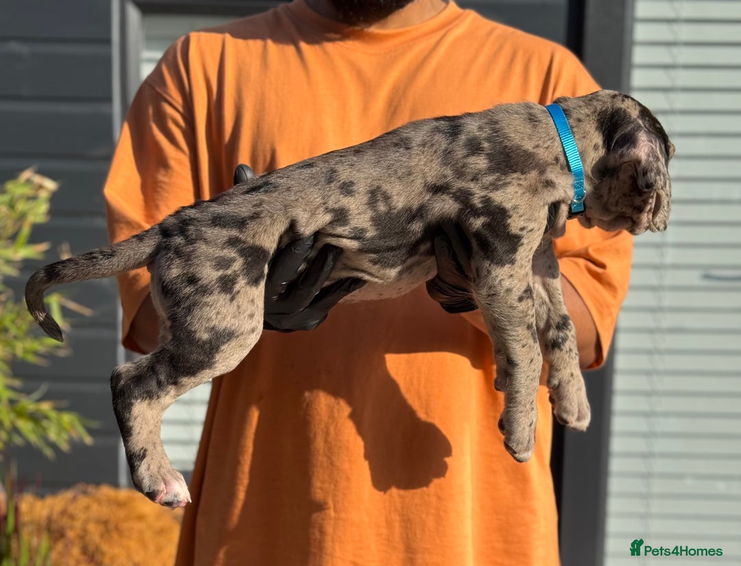 Mixed Breed dogs for sale: Last Four Mastiff pups available  - Image 32