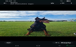 Dobermann dogs for sale: 2 Yr Old European Import Female Doberman  - Image 1