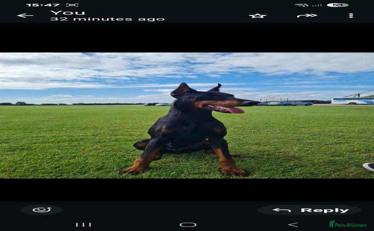 Dobermann dogs - Advert 1