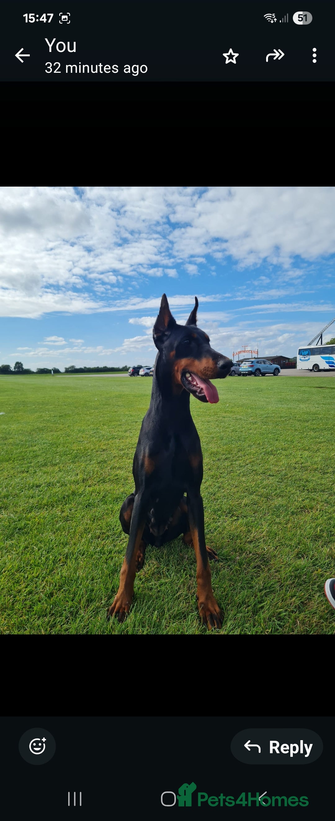 Dobermann dogs for sale: 2 Yr Old European Import Female Doberman  - Image 1