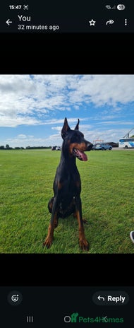Dobermann dogs - Advert 1