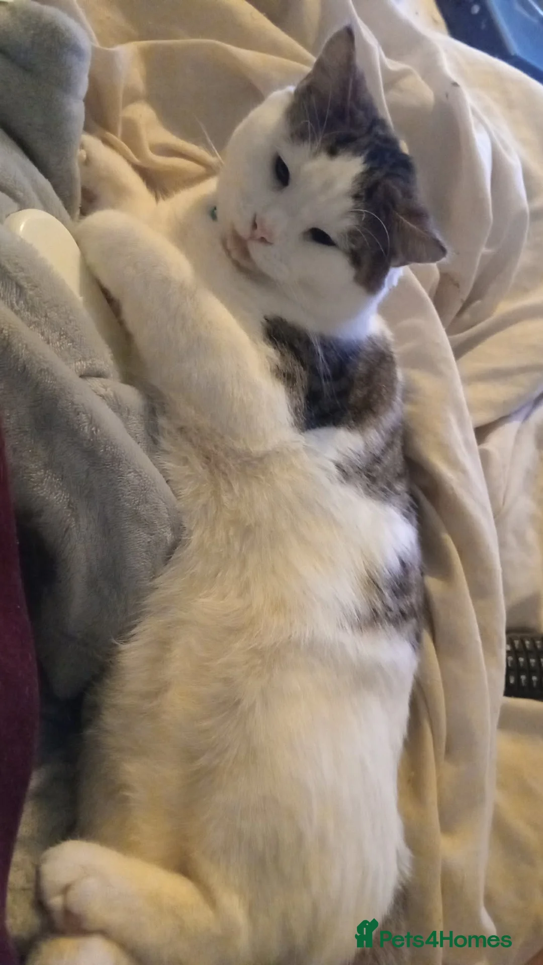 Mixed Breed cats for sale: 1 year old male cat for sale in Consett - Advert 2