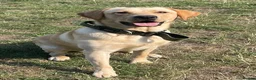 Labrador Retriever dogs for sale: Loving Labrador Retriever – Our Gorgeous Boy Rusty - Advert 4