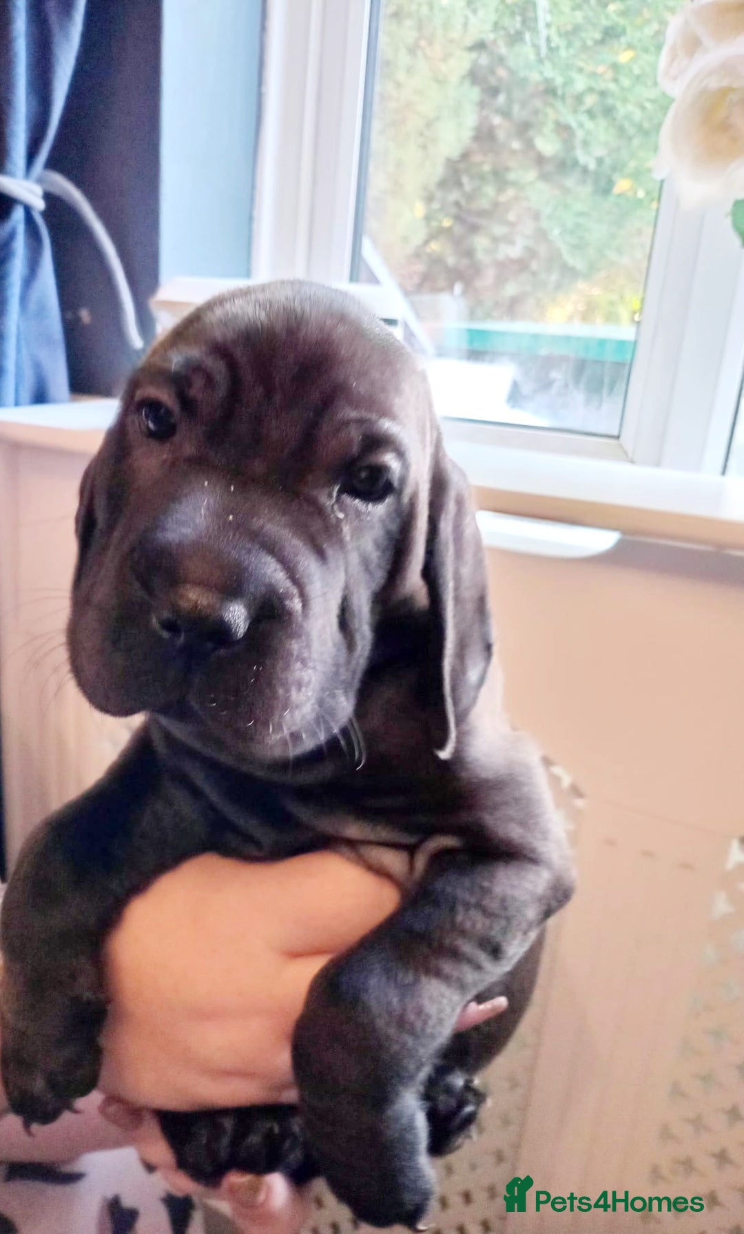 Mixed Breed dogs for sale: Final 2  puppies sharpei x show cocker   - Image 15