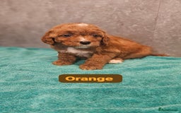 Irish Doodle dogs for sale: Irish red and white doodle puppies  - Image 10