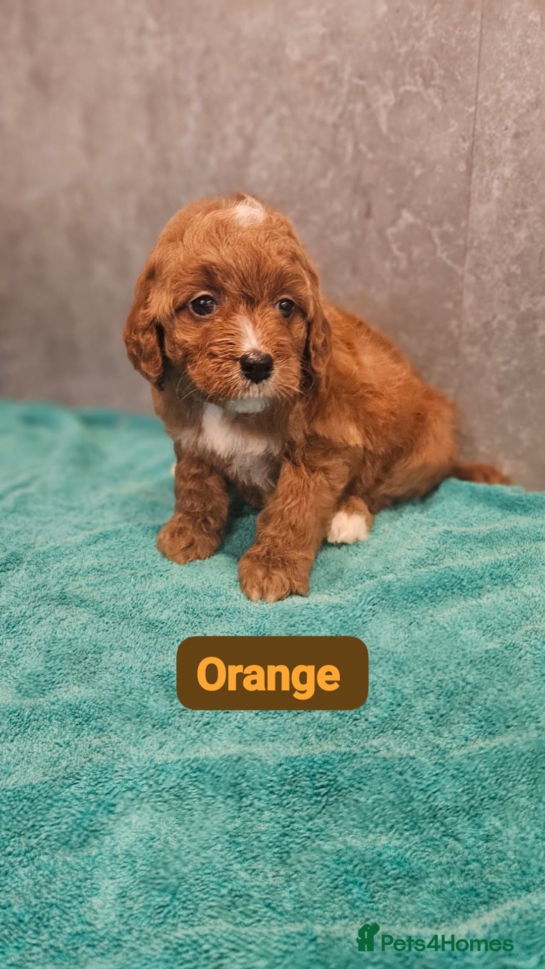 Irish Doodle dogs for sale: Irish red and white doodle puppies  - Image 10