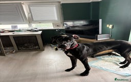 Great Dane dogs for sale: Male Dane - Advert 2