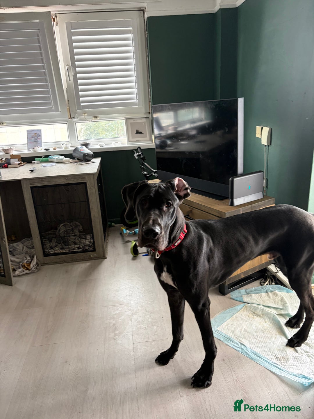 Great Dane dogs for sale: Male Dane - Advert 2