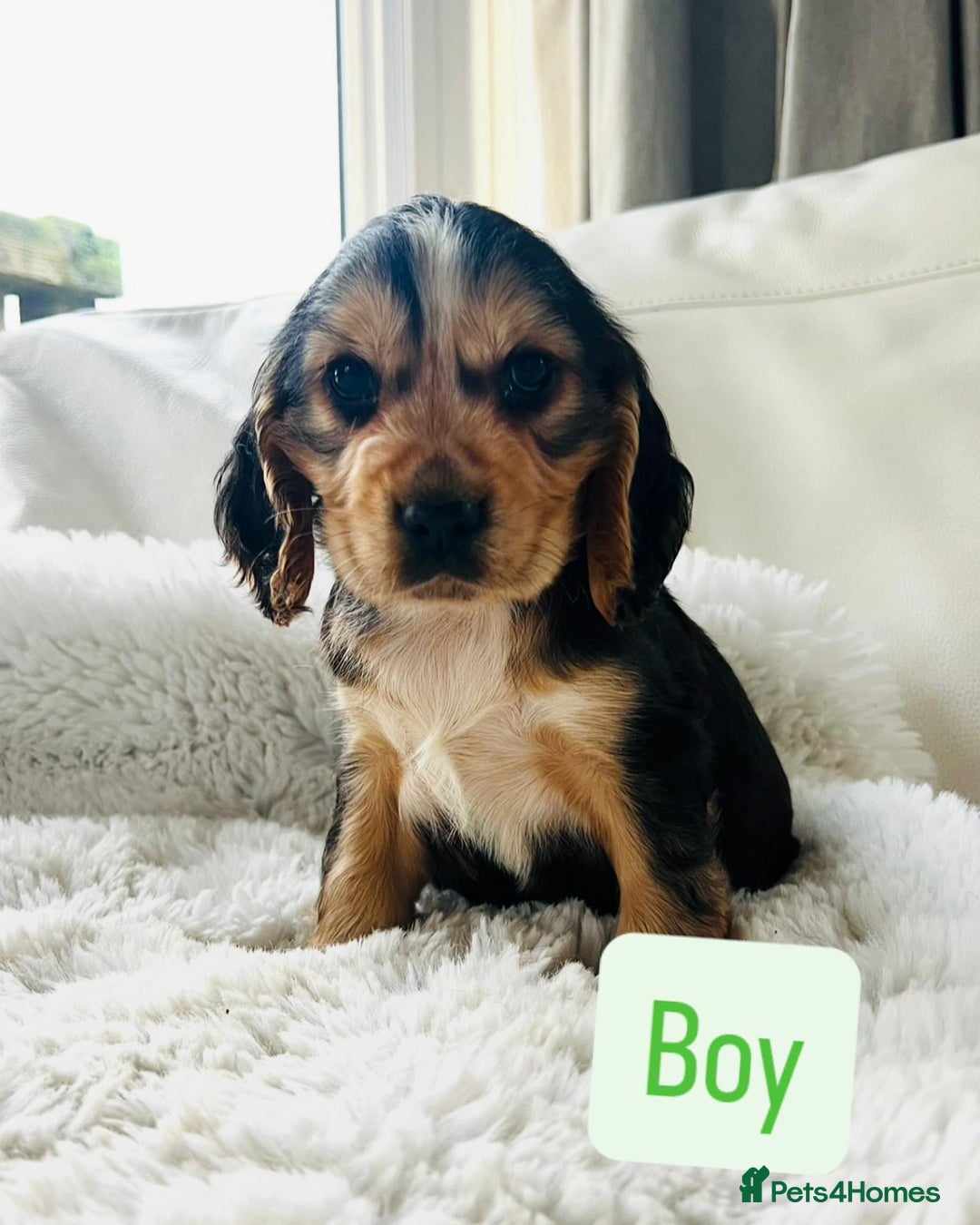 Cocker Spaniel dogs for sale: KC Registered Show Cocker puppies  - Advert 3