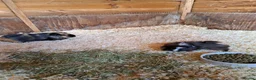 Guinea Pig rodents for sale: Gorgeous mix of guinea pig babies - Advert 7