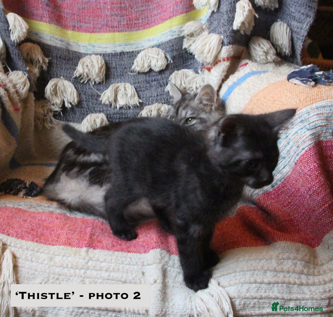 Mixed Breed cats for sale: Maine Coon Cross Kittens – Home Raised, Ready Jan - Advert 12