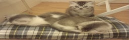 British Shorthair cats for sale: Stunning unusual British short hair kittens  - Advert 10