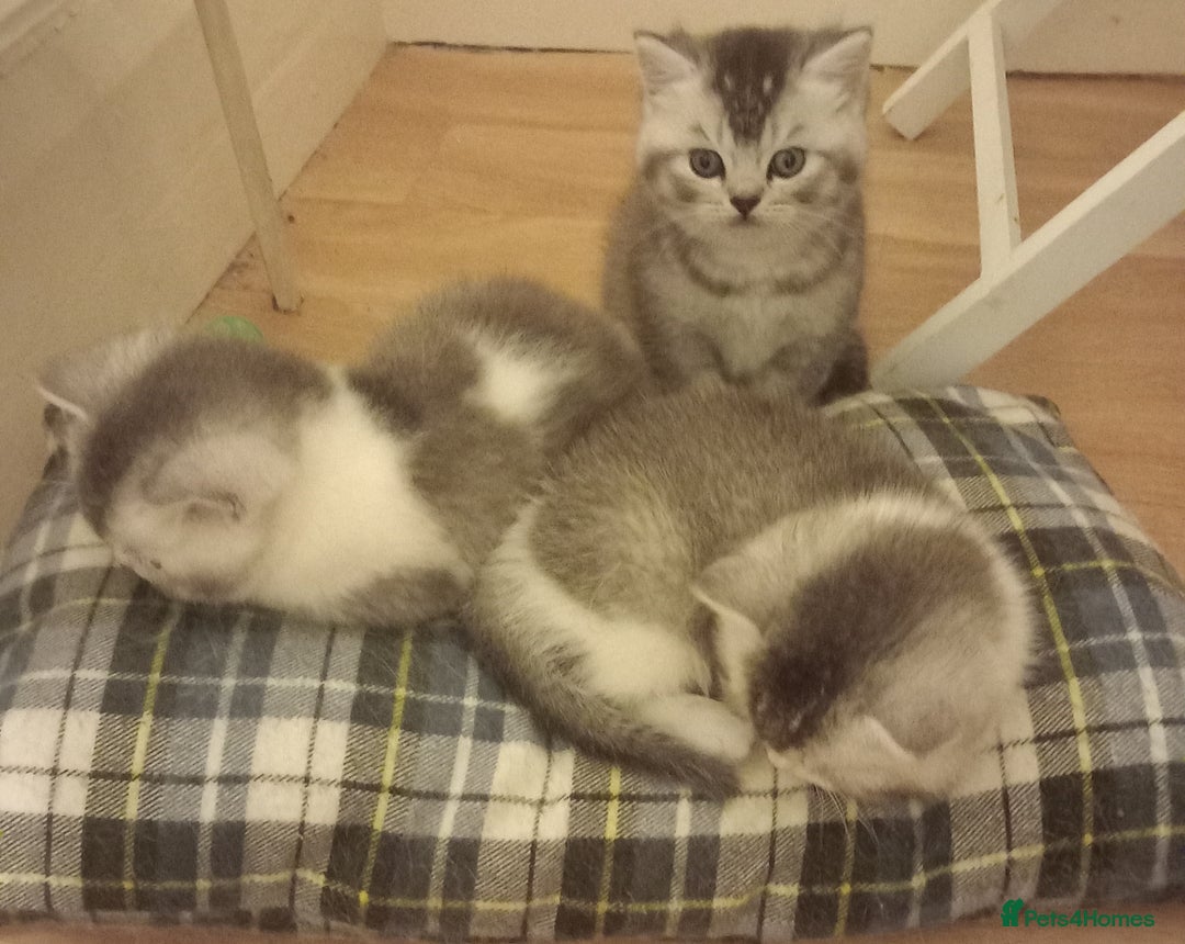 British Shorthair cats for sale: Stunning unusual British short hair kittens  - Advert 10