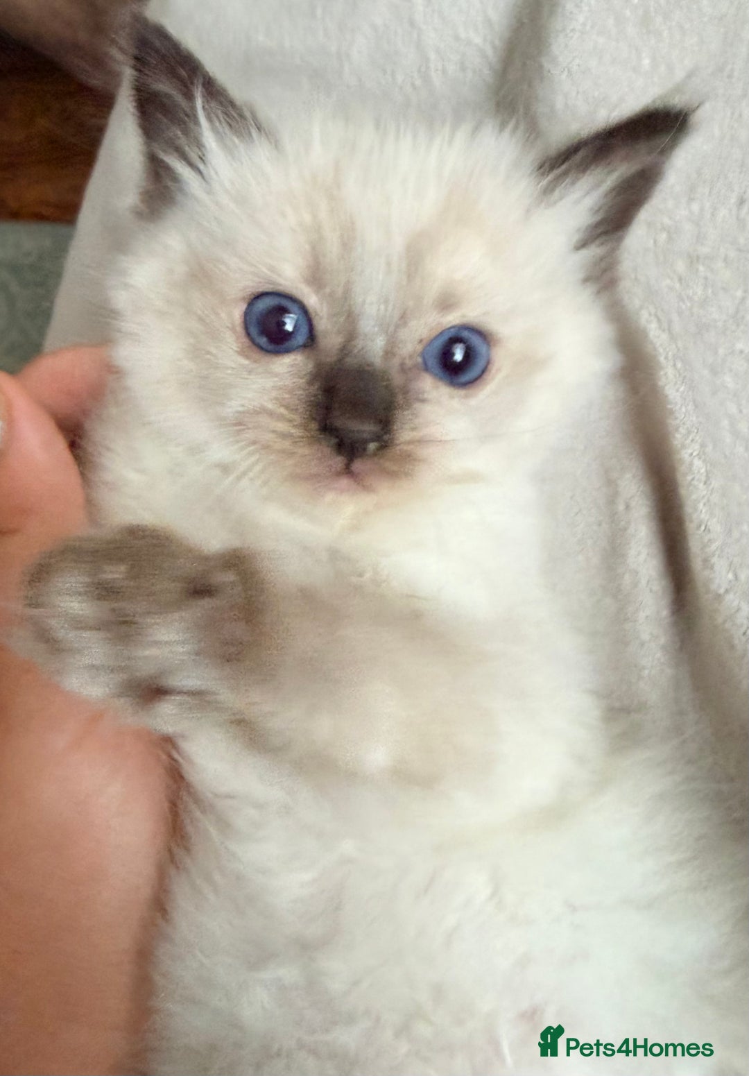 Ragdoll cats for sale: Seal point ragdoll - Advert 14