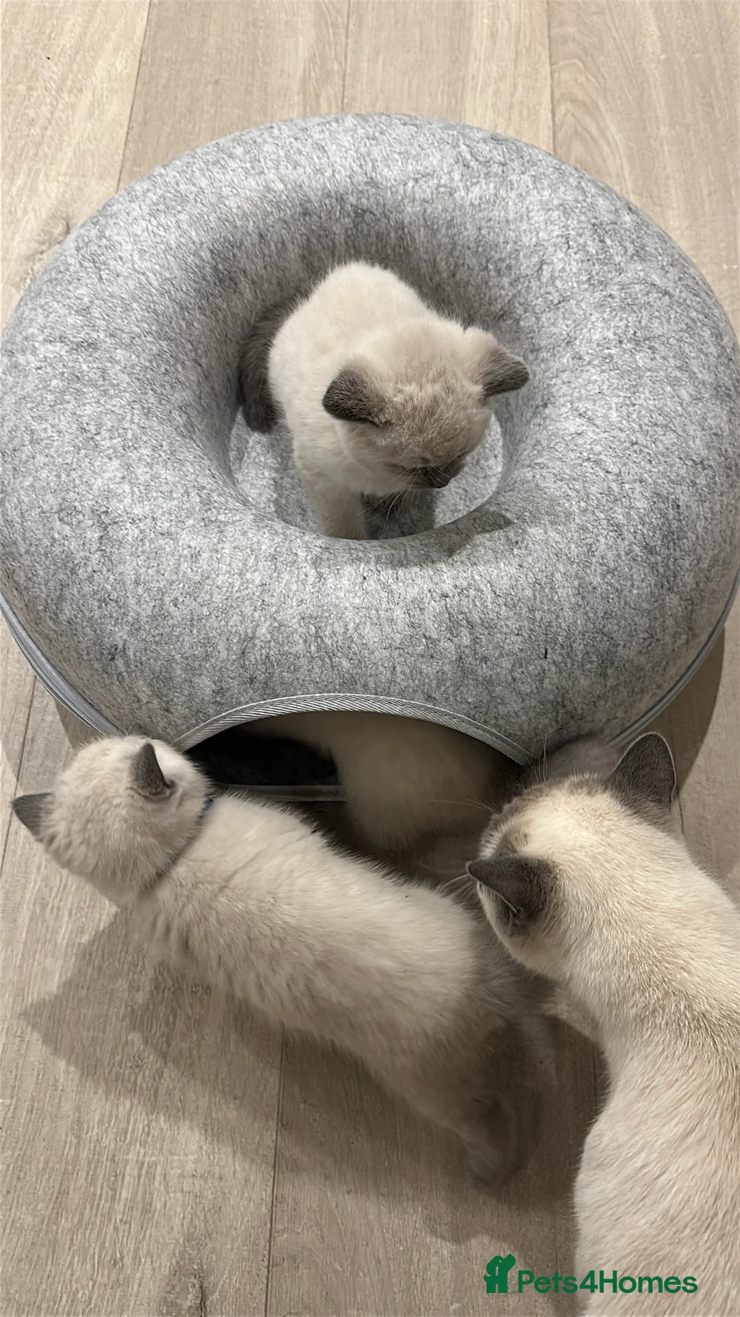 Mixed Breed cats for sale: Beautiful Ragdoll x BSH Kittens – 4 Available - Advert 5