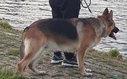 German Shepherd dogs for sale: German Shepard full breed  - Image 5