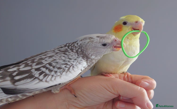 Cockatiels birds - Advert 12