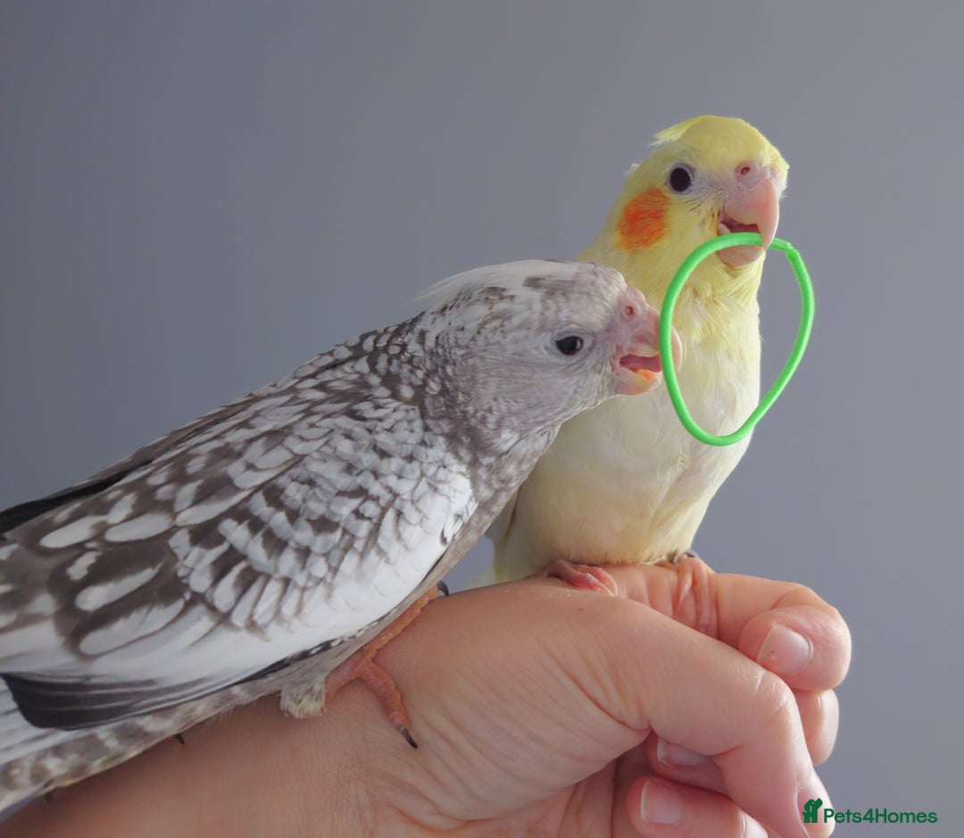 Cockatiels birds for sale: Hand reared silly tame DNA sexed baby cockatiels  - Image 1