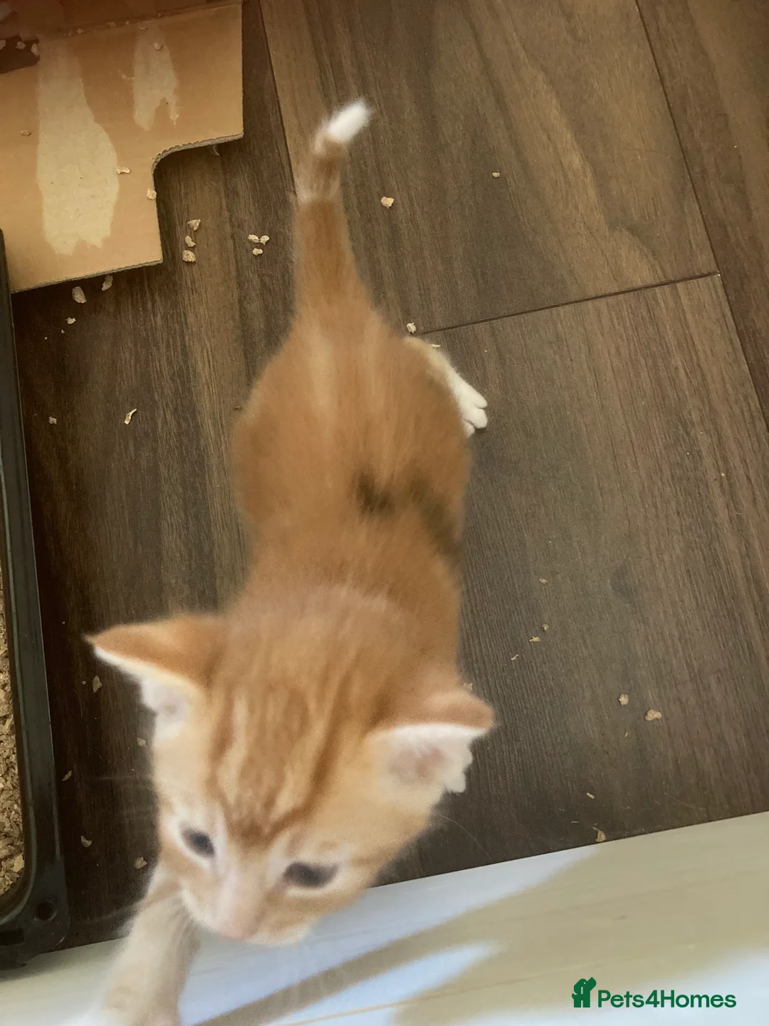 Mixed Breed cats for sale: Kittens for sale - Advert 8