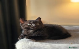 Mixed Breed cats for sale: Half Britishlonghair half Tuxedo! Only 1 left. - Image 12
