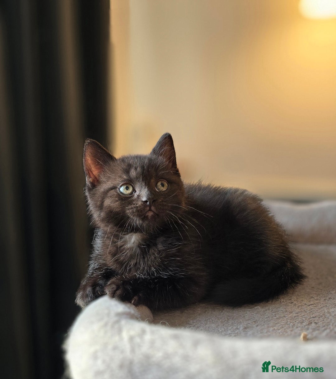 Mixed Breed cats for sale: Half Britishlonghair half Tuxedo! Only 1 left. - Image 12