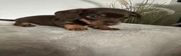 Miniature Dachshund dogs for sale: Beautiful chocolate & tan miniature dachshunds  - Advert 20