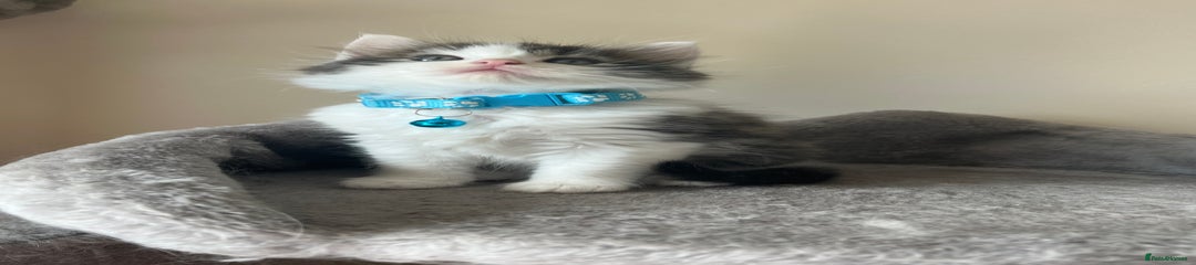 Kitten 2