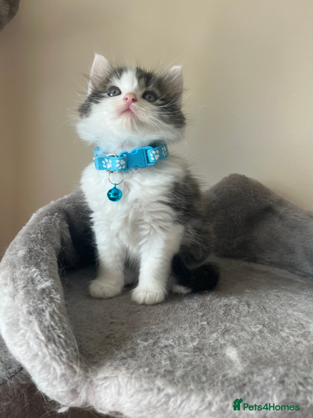 Turkish Angora cats for sale: Turkish Angora/ Ragdoll kittens for SALE !!! - Image 6