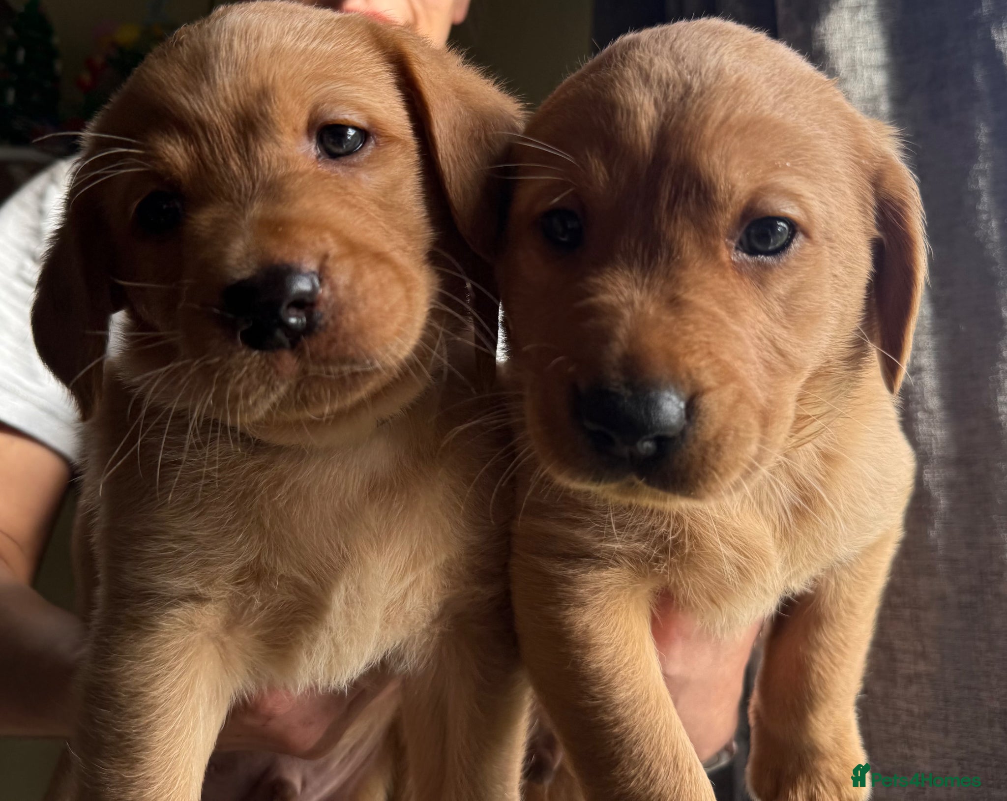 Labrador Retriever dogs Stunning fox red/yellow/white Labrador puppies - Advert 2