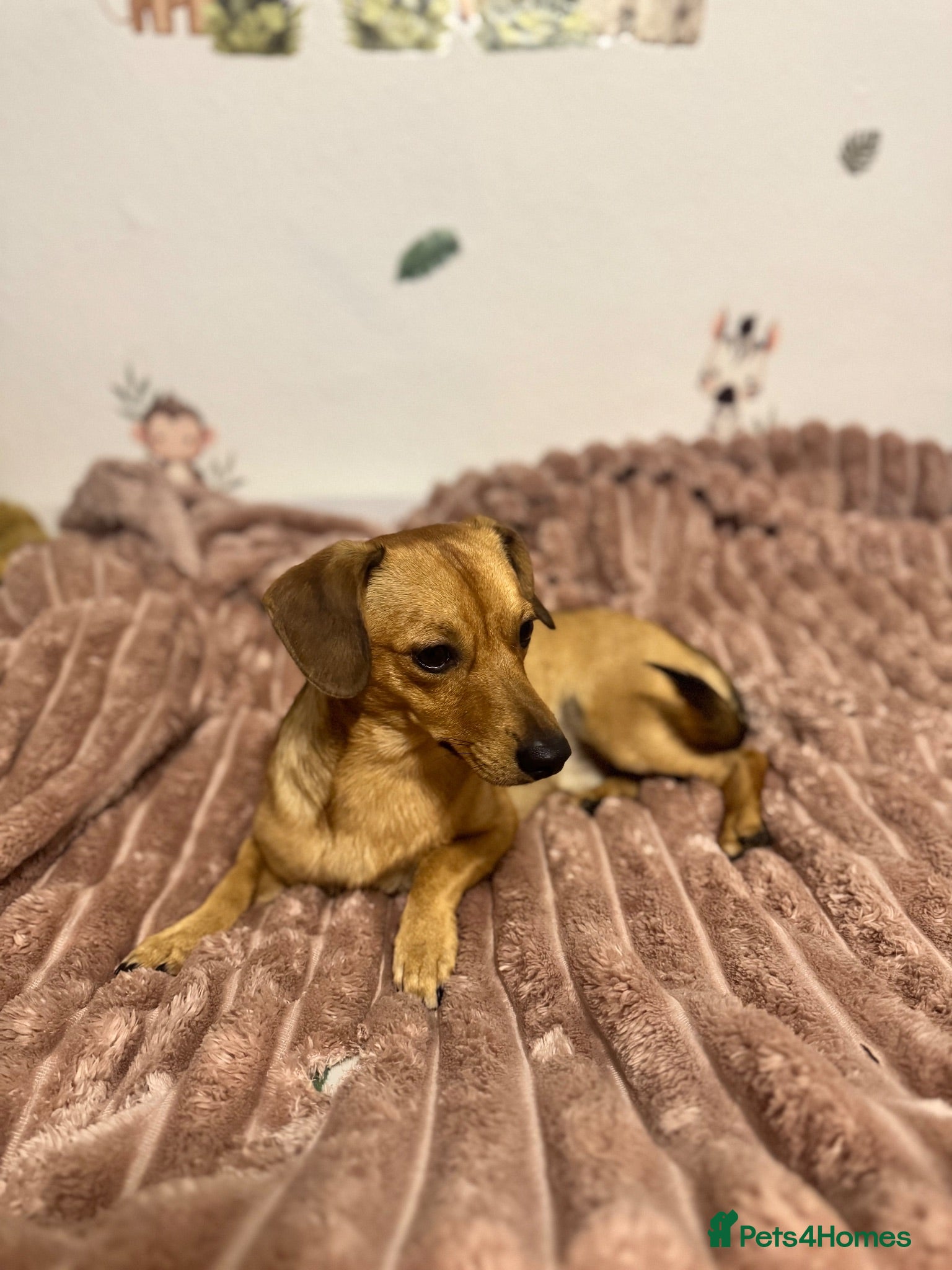 Dachshund dogs Dachshund  - Advert 1