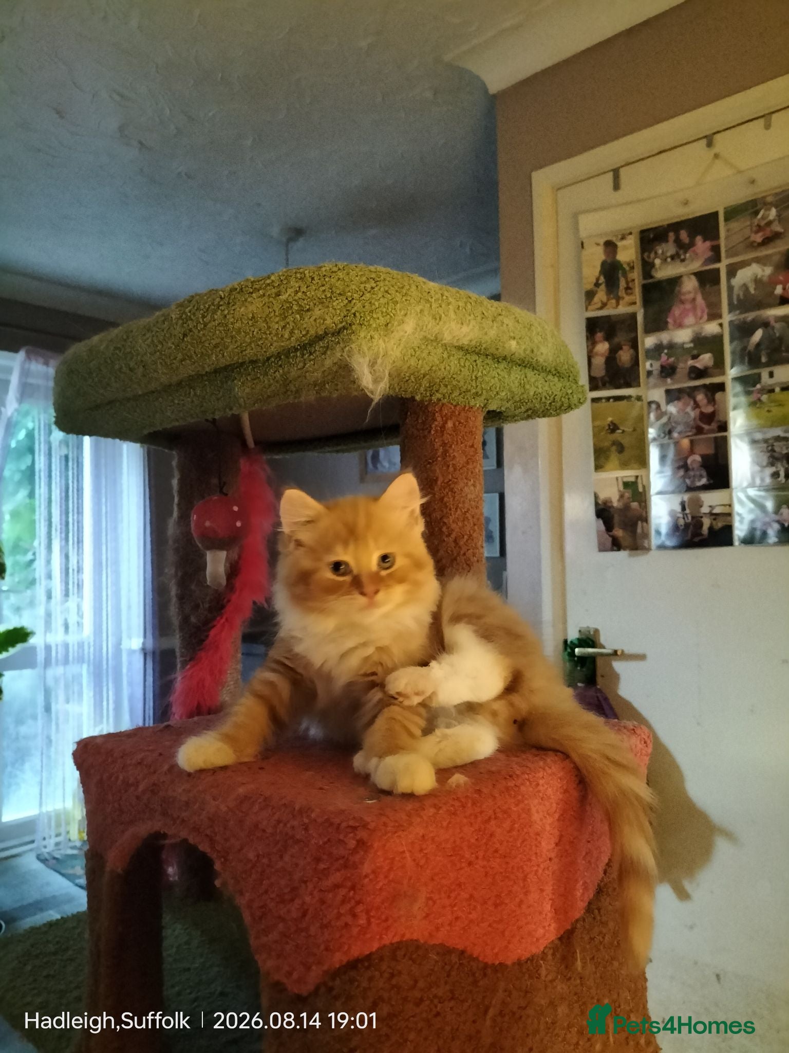 Norwegian Forest Cat cats GORGEOUS CONFIDENT DOG & HOOVER PROOF FLUFFY BOYS - Advert 9