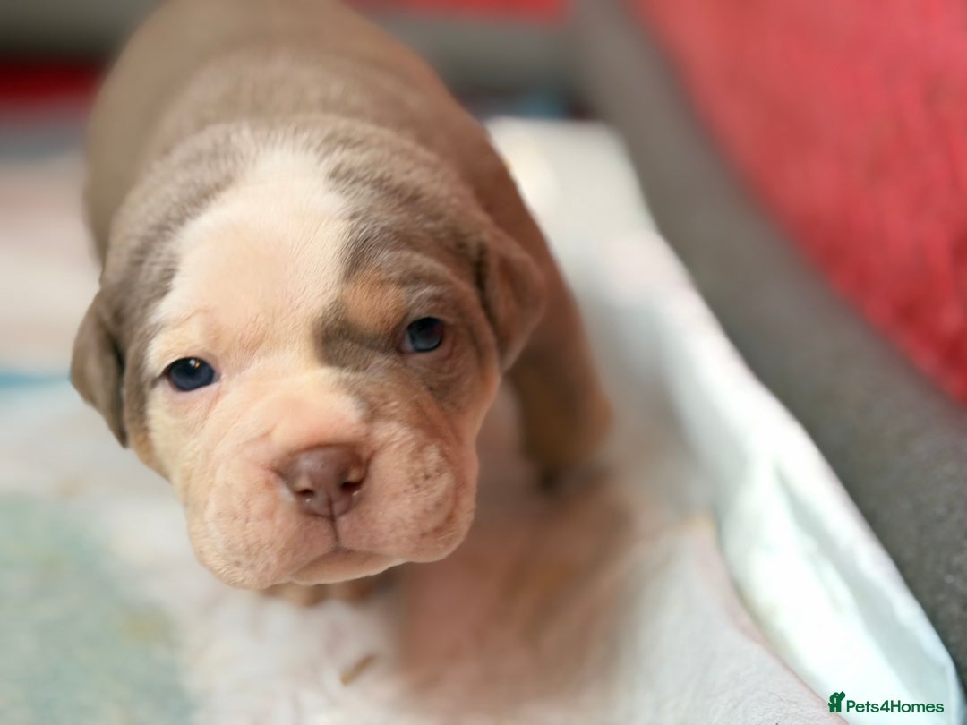 Olde English Bulldogge dogs for sale: Olde English Bulldog Puppies - Family Raised  - Advert 39