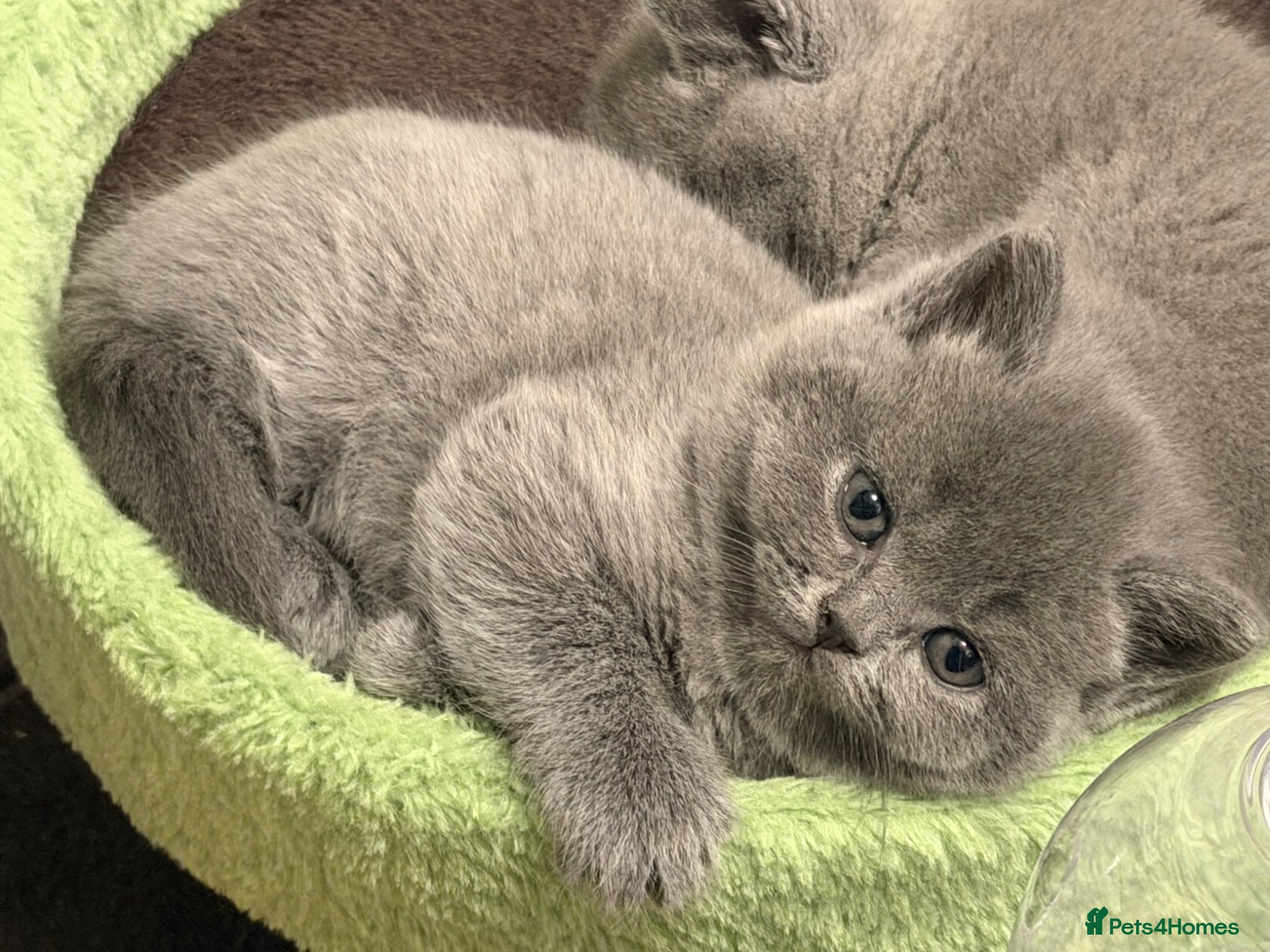 British Shorthair cats Gorgeous British shorthair kittens available  - Advert 1