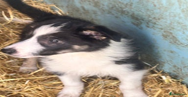 Border Collie dogs - Advert 5