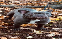 French Bulldog dogs for sale: French bulldog pup  - Image 3
