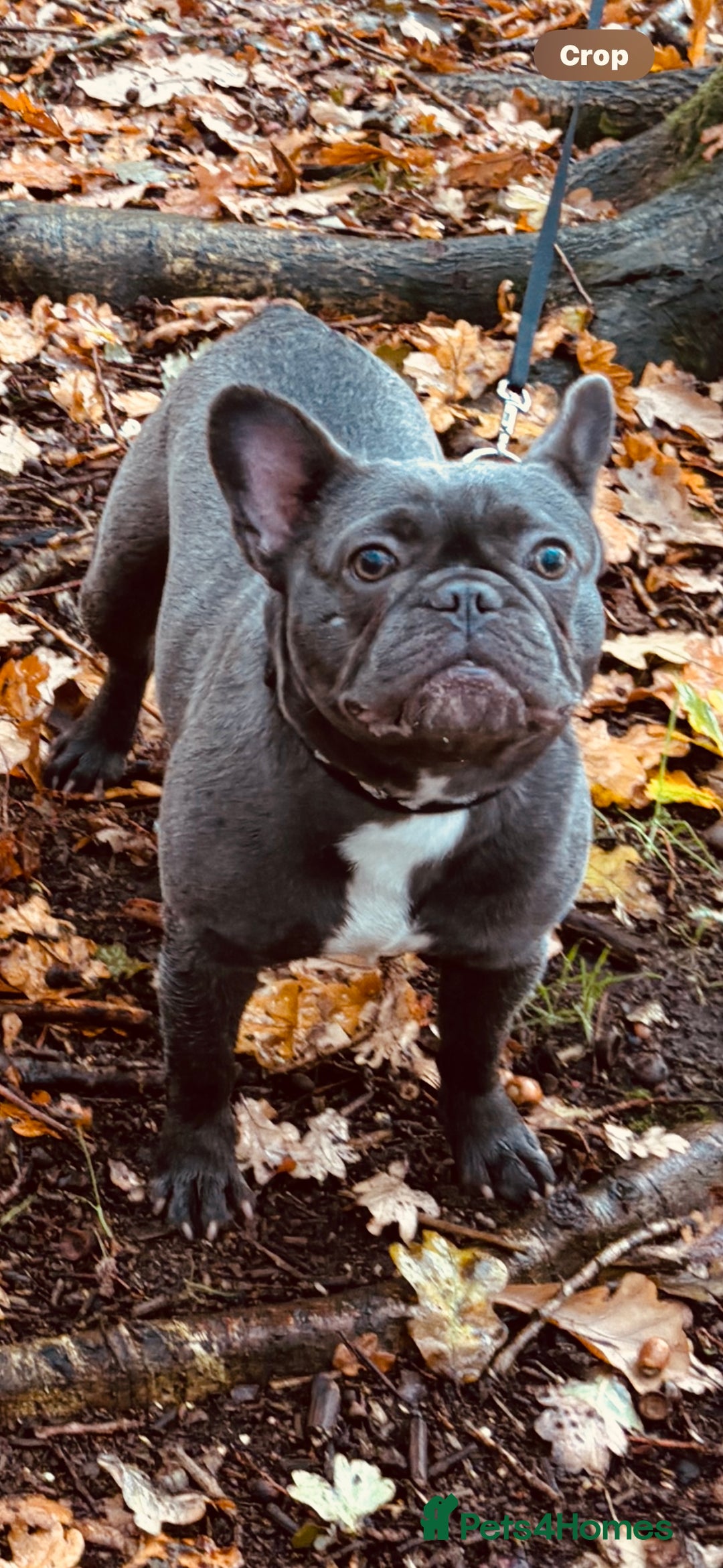 French Bulldog dogs for sale: French bulldog pup  - Image 3