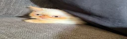 Persian cats for sale: Lovely Persian kittens 1 girl 3 boys  in Telford - Advert 10