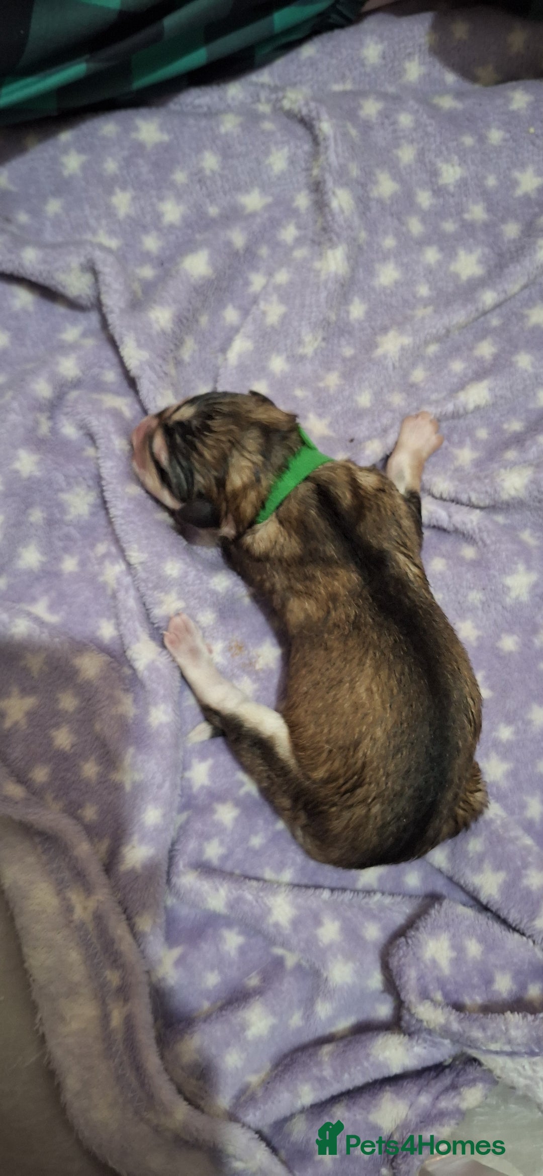 Mixed Breed dogs for sale: 10 Alaskan Shepherds for sale - Advert 13