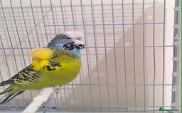 Budgerigars birds for sale: Budgies for sale  - Image 1