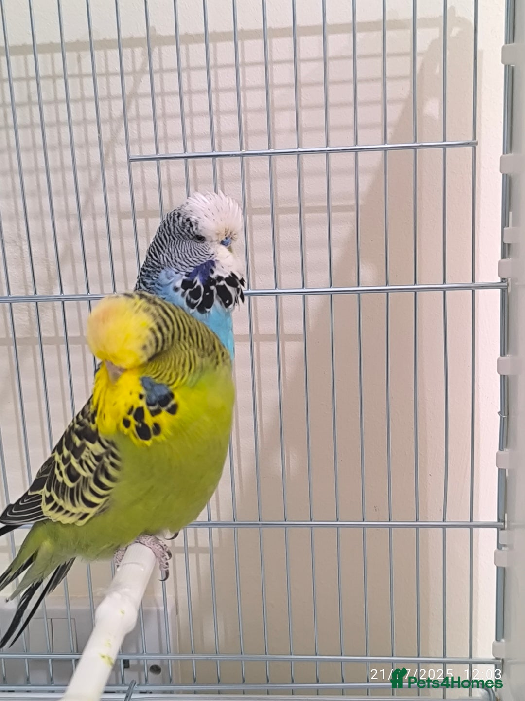 Budgerigars birds for sale: Budgies for sale  - Image 1
