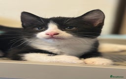 British Shorthair cats for sale: 2 boys one girl for sale  - Image 15